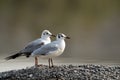 Pair of Black-headed gulls, Bahrain Royalty Free Stock Photo