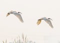 A Pair of Black headed ibis flying with wings down Royalty Free Stock Photo