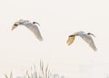 A Pair of Black headed ibis flying with wings down