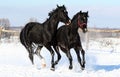 A pair of black horses