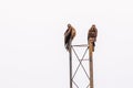 A pair of black kite sitting Royalty Free Stock Photo