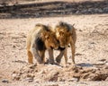 Black-maned Lions