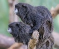 Pair of a Black-mantled tamarin