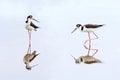 Pair of Black-necked Stilts - Everglades National Park