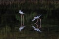 Pair of Black-Necked Stilts in marshland. One drinking. Reflection in Water. Royalty Free Stock Photo