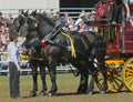 Pair of Black Percheron Horses at Country Fair