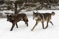 Pair of Black Phase Grey Wolves (Canis lupus) Run Left Winter Royalty Free Stock Photo