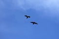 Pair of Black Ravens on Blue Sky Royalty Free Stock Photo