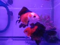 A pair of black and red goldfish Royalty Free Stock Photo