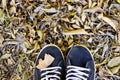 Black shoes on autumn leaves Royalty Free Stock Photo