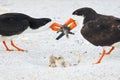 Black Skimmer Parents Sharing Duty Of Feeding Their Chicks