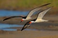 Pair of Black Skimmers Flying In Formation