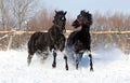 A pair of black stallion Royalty Free Stock Photo