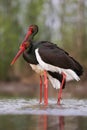 Pair of black stork courting during breeding season in lake.