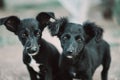 A pair of black stray puppies with sad eyes and cobwebby muzzles in close-up. Concept for animal shelter or human irresponsibility