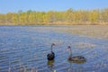 A pair of Black swan