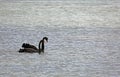 Pair of black swan