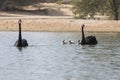 Pair of Black Swans and babies swimming on an oasis in the desert Royalty Free Stock Photo