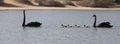 Pair of Black Swans and babies swimming on an oasis in the desert Royalty Free Stock Photo