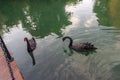 A pair black swans  Cygnus atratus with red beak swimming in a pond. Birds represent beauty and romance Royalty Free Stock Photo