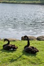 Pair of black swans Cygnus atratus roosting on lake shore Royalty Free Stock Photo