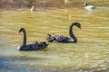 Pair of black swans and ducks swimming in pond Royalty Free Stock Photo