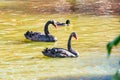 Pair of black swans and ducks swimming in pond Royalty Free Stock Photo