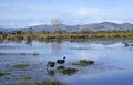 Pair of Black Swans Feeding at Travis Wetlands, Christchurch, New Zealand Royalty Free Stock Photo