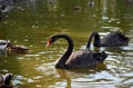 A pair of black swans floating on the surface lake Royalty Free Stock Photo