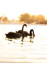 A pair of Black Swans floating or swimming on the water. Al Qudra Lake, Dubai, UAE Royalty Free Stock Photo