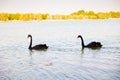 A pair of Black Swans floating or swimming on the water. Al Qudra Lake, Dubai, UAE Royalty Free Stock Photo