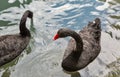 Pair of black swans floating on water Royalty Free Stock Photo