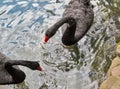 Pair of black swans floating on water Royalty Free Stock Photo