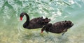 A pair of black swans in love swim in the lake, waterfowl in an urban environment