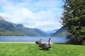 Pair of black swans Nelson Lakes, new zealand swan