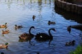A pair of black swans Royalty Free Stock Photo