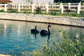 A pair of black swans in a pond Royalty Free Stock Photo