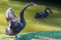 Pair of black swans swimming in a city pond Royalty Free Stock Photo