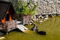 Pair of black swans swimming on lake in city park Royalty Free Stock Photo