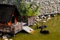 Pair of black swans swimming on the lake in city park Royalty Free Stock Photo