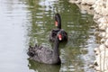 A pair of black swans Royalty Free Stock Photo