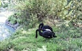 Pair of black swans walking on the green grass by the lake, mating season, romance, love and fidelity of beautiful birds