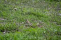 Pair of Black Tailed Prairie Dog Pups at Play Royalty Free Stock Photo