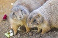Black-tailed Prairie Dogs Cynomys Ludovicianus in wildlife Royalty Free Stock Photo