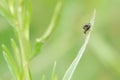 Tephritidae fly Royalty Free Stock Photo