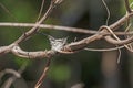 Pair of Black Thoated Mango Hummingbirds on Their Nest