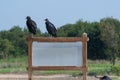 Two Black Vultures perched on a blank white sign Royalty Free Stock Photo