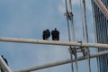Pair of Black Vultures perched on a cell phone tower Royalty Free Stock Photo