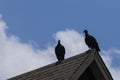 Pair of Black Vultures perched on a roof