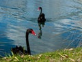 Pair black West Australian swans on river
